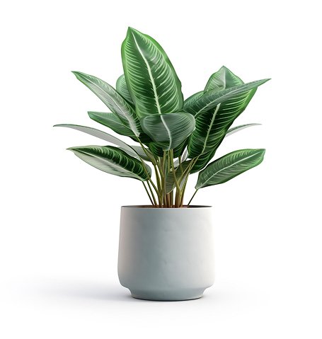 ACCEUIL house plant