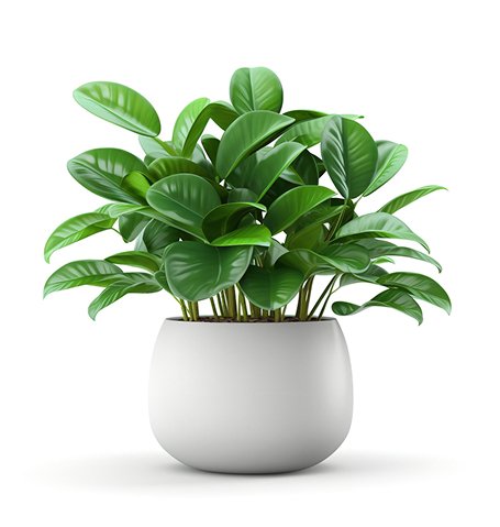 ACCEUIL succulents